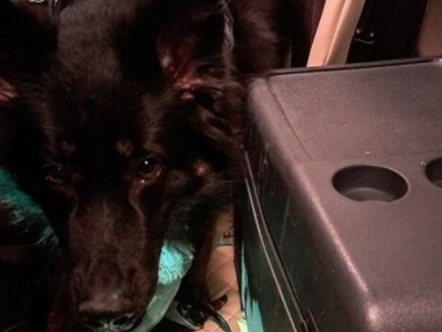 DRŽAVLJANIN SRBIJE STIGAO NA GRANICU S HRVATSKOM: Mislio je da ga neće uhvatiti, a onda su uočili plastični hladnjak