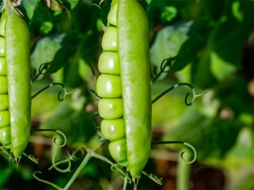 UROD NEĆE PODBACITI: Ukoliko planirate sadnju mahunarki – ove greške ne smijete napraviti...