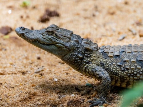 BEZ REZERVACIJA I PRAVILA: Krokodil ušao u hotel, šokirao goste i 'posjetio' bife (VIDEO)