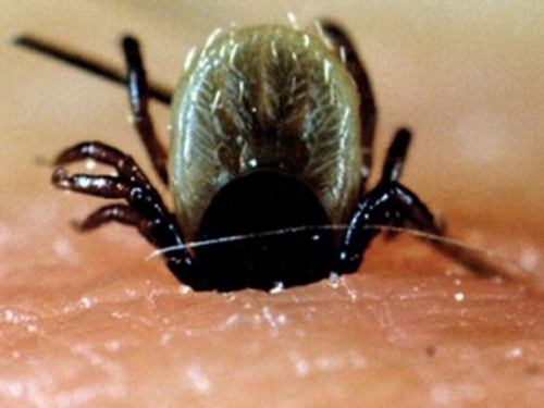 OPASNOST PRIJETI: Krpelji vrebaju, naizgled su bezopasni, ali mogu prenijeti ozbiljne bolesti...