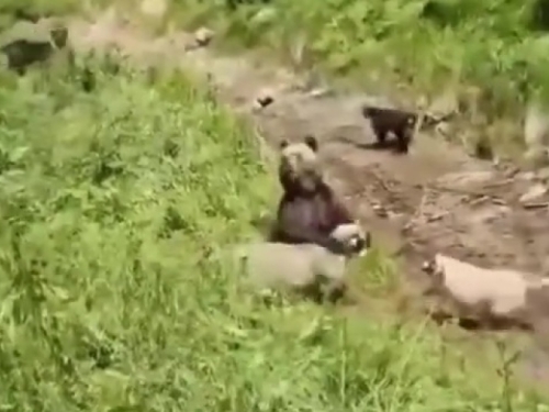 GOLORUK NA ZVIJER: Pogledajte nevjerovatan trenutak kada pastir juri MEDVJEDA da spasi ovce – cijeli svijet u ŠOKU (VIDEO)
