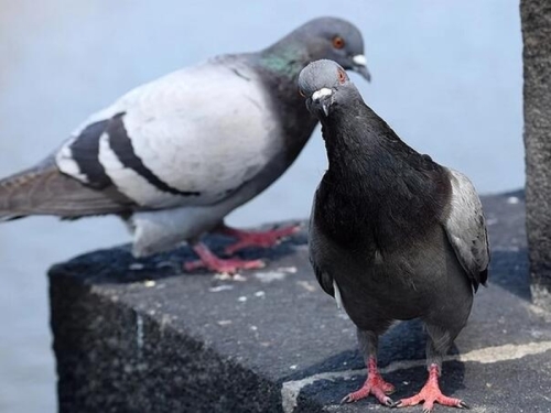 LAGANO RJEŠENJE: Otjerajte golubove sa balkona uz ovaj predmet, svi ga imamo kod kuće