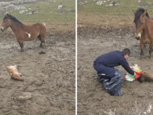 HUMANOST NA DJELU: Ždrijebe zaglavljeno u blatu spašeno u posljednji čas (FOTO)