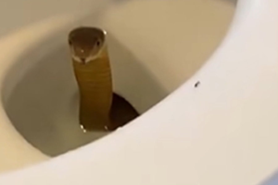 OPASNA ZMIJA ZAVRŠILA U WC ŠOLJI: Otišao u kupatilo i proživio najgoru noćnu moru