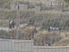 SKRNAVLJENJE I TEROR NA ZAPADNOJ OBALI: Izraelski doseljenici iskopali tijelo Palestinca iz groba dok je vojska sve mirno posmatrala! (VIDEO)