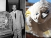 NAJPOZNATIJI STANOVNIK BRIJUNA: Titov papagaj Koki slavi 70. rođendan
