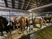 GASI SE JOŠ JEDNA FARMA U BiH: Domaćin prodaje sve krave