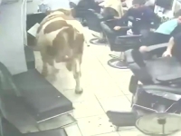 HAOS U ISTANBULU: Pomahnitali bik razbio izlog i uletio u brijačnicu – preplašeni klijenti bježali kroz prozore od podivljale zvijeri (VIDEO)