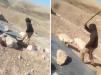 TEROR NA ZAPADNOJ OBALI:  Izraelski doseljenik premlatio psa u palestinskom selu (VIDEO)
