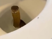 OPASNA ZMIJA ZAVRŠILA U WC ŠOLJI: Otišao u kupatilo i proživio najgoru noćnu moru