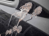 TRIKOVI ZLATA VRIJEDNI: Šta učiniti ukoliko ptičji izmet 'osvane' na automobilu...