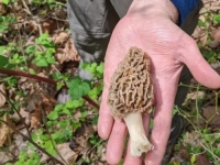 SEZONA ŠUMSKOG MESA: Smrčak u otkupu ide i do 20 KM po kilogramu – a suhi doseže cijenu koja će vas iznenaditi