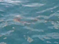 OPASNA JE: U Jadranu snimljena kompas meduza, šta uraditi ako vas opeče... (VIDEO)