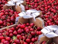 OD ŠOKA DO BAGATELE: Prve trešnje šokirale paprenim cijenama, a pogledajte koliko sada košta kilogram ovog omiljenog voća!