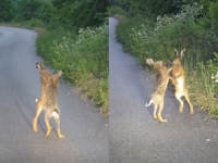HIT NA DRUŠTVENIM MREŽAMA: Tuča dva zeca na putu nasmijala region (VIDEO)