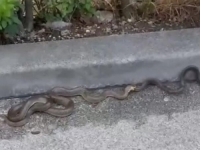 KOD HOTELA U SARAJEVU SNIMLJENE ZMIJE: Ima li razloga za strah? (VIDEO)