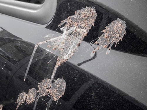 TRIKOVI ZLATA VRIJEDNI: Šta učiniti ukoliko ptičji izmet 'osvane' na automobilu...