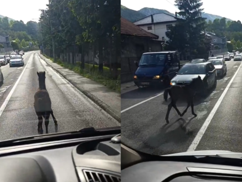 SIMPATIČNI SNIMAK: Nesvakidašnji gost blokirao saobraćaj u bh. gradu
