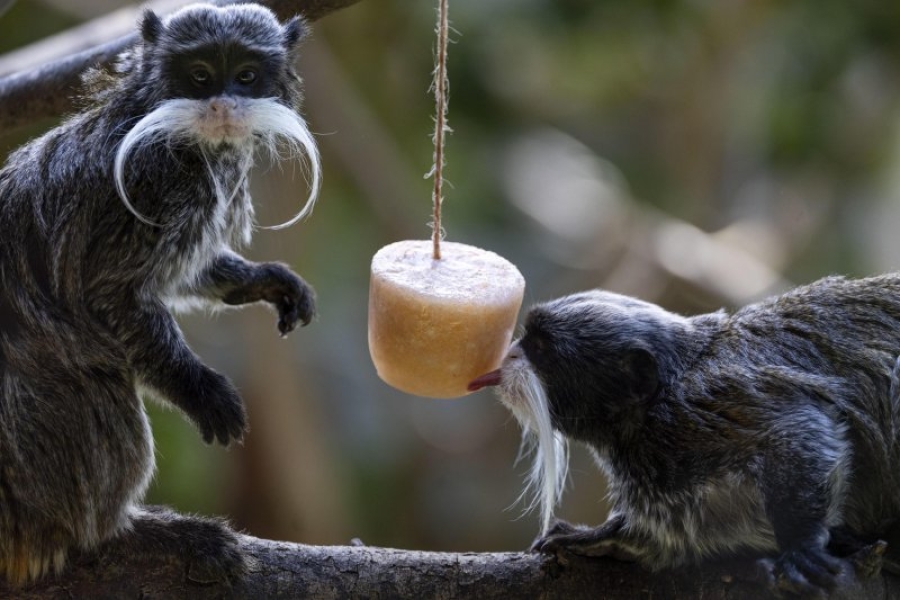 I NJIMA JE VRUĆE: Pogledajte kako se rashlađuju simpatični stanovnici zoološkog vrta (FOTO)