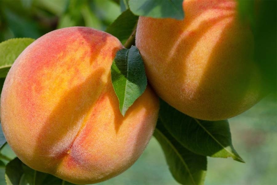 BLAGO IZ PRIRODE: Ove voćke su ljetni čuvari zdravlja, treba ih češće jesti...