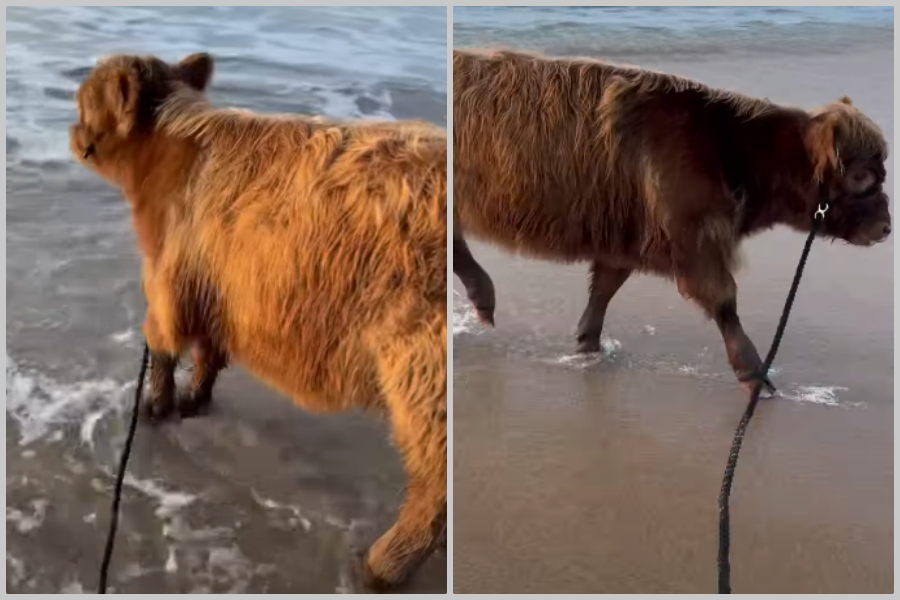 HIT VIDEO KOJI JE ZAPALIO INTERNET: Krava Matilda otišla na more, njezina reakcija kad je vidjela valove popravit će vam dan (VIDEO)