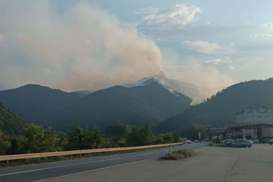 NIJE MU BILO SPASA: Muškarac iz Zavidovića pao sa drveta i preminuo na licu mjesta