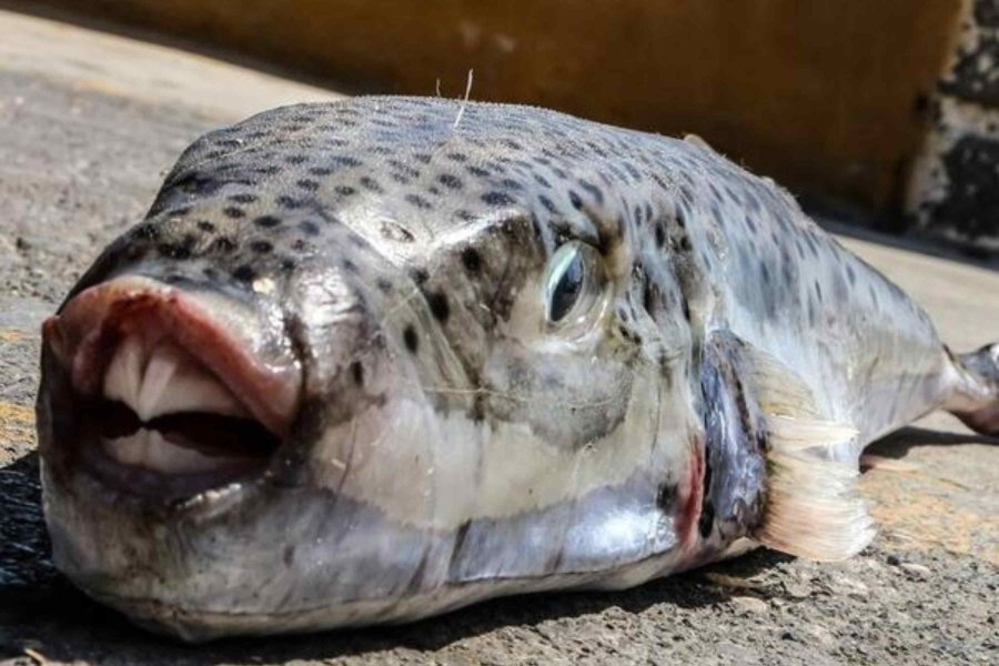ŠOK NA MEDITERANU: Riba-zec napala kupačicu i ugrizla je u moru