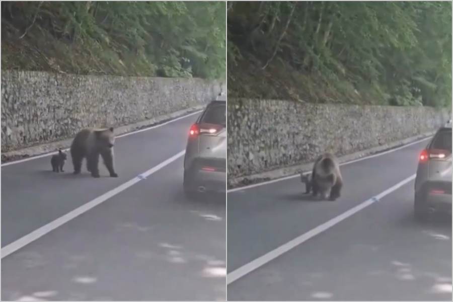 UZNEMIRUJUĆI SNIMAK: Pokušao nahraniti medvjedicu, ona mu razbila prozor i krenula da ga izvuče iz auta! Spasila ga jedna stvar... (VIDEO)