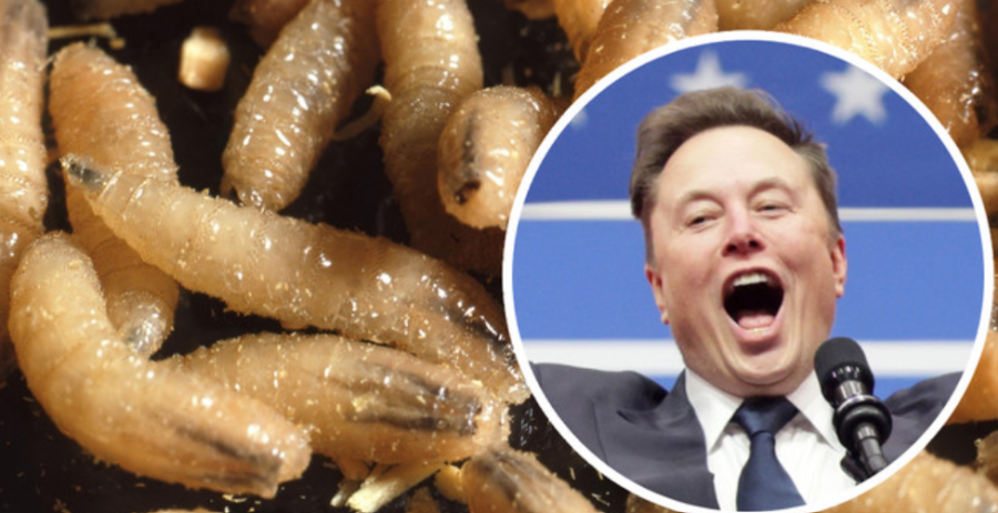 OPASNI PARAZIT PONOVO HARA AMERIKOM: Musk na meti 