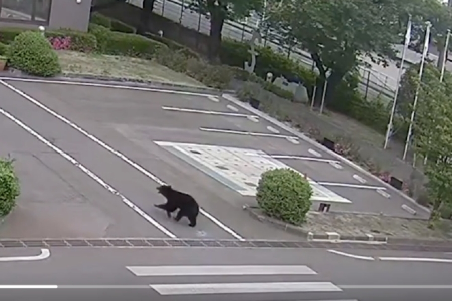 IMA I SMRTNIH SLUČAJEVA: Medvjed hoda među zgradama i napada prolaznike (VIDEO)