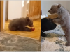 NEŠTO NAJSLAĐE ŠTO ĆETE DANAS VIDJETI: Pogledajte kako izgleda svakodnevica medvjedića kojeg su spasili dobri ljudi kod Jajca (VIDEO)