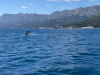 ČUDESAN PLES NA JADRANU: Pogledajte prelijepe prizore delfina snimljene nadomak omiljenog ljetovališta Bosanaca i Hercegovaca (VIDEO)