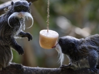 I NJIMA JE VRUĆE: Pogledajte kako se rashlađuju simpatični stanovnici zoološkog vrta (FOTO)