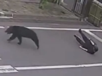 STRAVIČNI PRIZORI U JAPANU: U napadu medvjeda povrijeđeno četvero ljudi (VIDEO)
