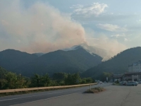 NIJE MU BILO SPASA: Muškarac pao sa drveta i preminuo na licu mjesta