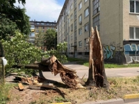 'SB' PATROLA: Vjetar oborio stablo u sarajevskom naselju, prolaznik za dlaku izbjegao nesreću (FOTO)