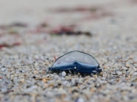 MISTERIOZNI MORSKI ORGANIZMI PREPLAVILI POZNATU PLAŽU: Svi mislili da su meduze, ali istina ih je šokirala