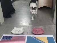 HIT PREDVIĐANJA PRED UTAKMICU BiH i SAD-a: Mačka Oracle bez razmišljanja odabrala pobjednika (VIDEO)