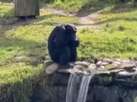 VIRALNA SENZACIJA: Čimpanza iz zoološkog vrta postala zaštitno lice svih koji su umorni od posla (VIDEO)
