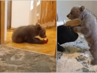 PRIČA KOJA ĆE VAM ISTOPITI SRCE: Pogledajte kako izgleda svakodnevica medvjedića kojeg su spasili dobri ljudi kod Jajca (VIDEO)