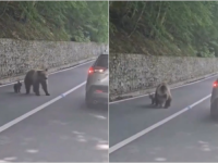 UZNEMIRUJUĆI SNIMAK: Pokušao nahraniti medvjedicu, ona mu razbila prozor i krenula da ga izvuče iz auta! Spasila ga jedna stvar... (VIDEO)