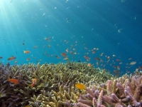 ČUDESNO NAUČNO OTKRIĆE: Pronađene morske oaze koje bi mogle nadživjeti klimatske promjene