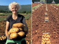 POLJOPRIVREDNICI U BiH NE MOGU DO RADNE SNAGE: Niko neće da radi ni za dnevnicu od 150 KM