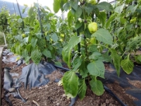 TRIKOVI IZ BAŠTE: Ukoliko primjenite sve naše savjete, trebali bi ste uživati u ukusnim i sočnim plodovima domaće paprike...