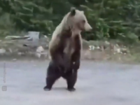 VIDEO KOJI OSTAVLJA BEZ DAHA: Vrištala na medvjeda, spasila psa i sve to snimila (VIDEO)