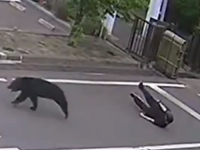 GRAĐANI U PANICI: Isplivao dramatičan snimak napada medvjeda u naseljenom području (VIDEO)