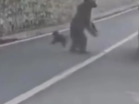 BORBA ZA ŽIVOT U AUTOMOBILU: Zvijer brutalno napala turistu, grebala ga i grizla, on vrištao u panici - snimak ledi krv