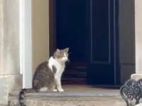 PREMIJERI SU PROLAZNI, LARRY JE TU DA OSTANE: Pogledajte snimak koji je postao apsolutni hit na internetu (VIDEO)