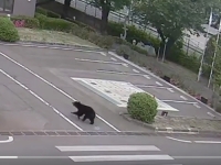 IMA I SMRTNIH SLUČAJEVA: Medvjed hoda među zgradama i napada prolaznike (VIDEO)