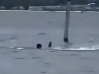 STRAVIČNI PRIZORI: Radnika vojne baze tokom pauze za ručak napala ajkula, ljekari mu se bore za život (VIDEO)